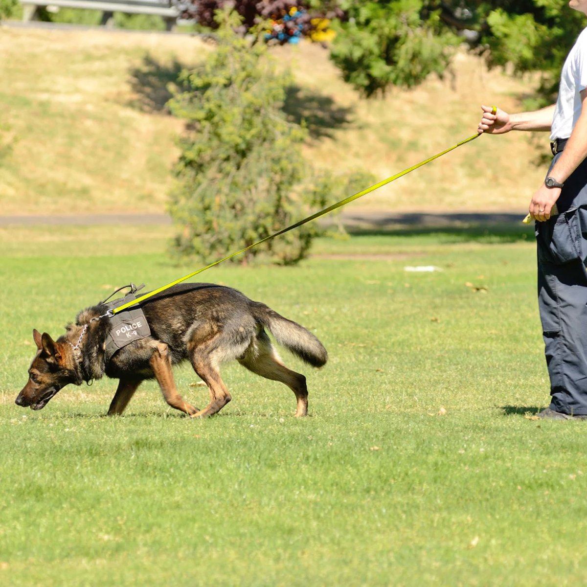 Viper Biothane Long Line 20 ft Lead with Brass Hardware Dog Leashes Dogline