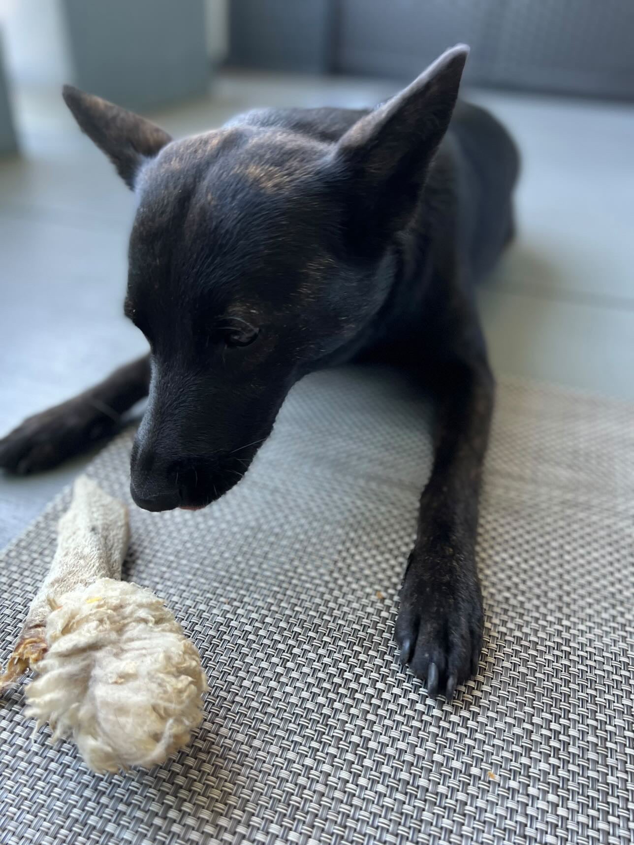 Lamb Ears (Furry & Non Fur) Naked Beasts