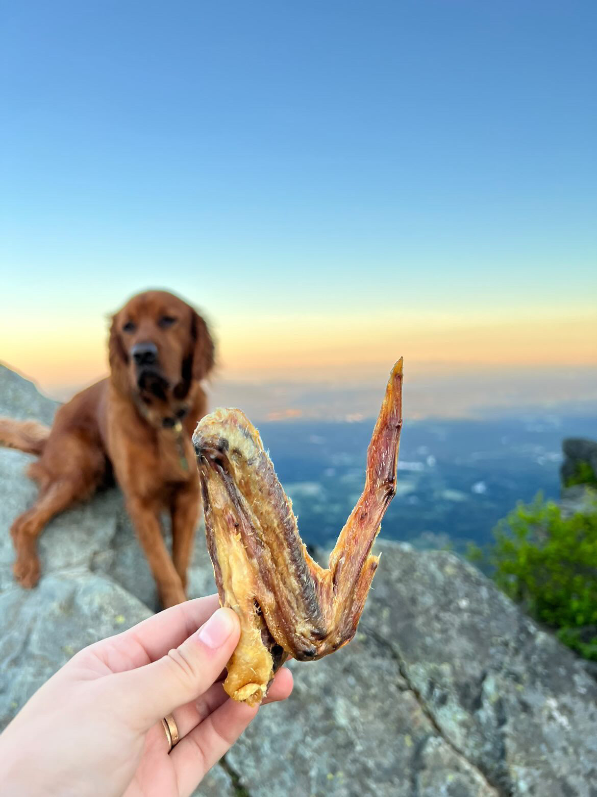 Duck Wings (ABF) Naked Beasts