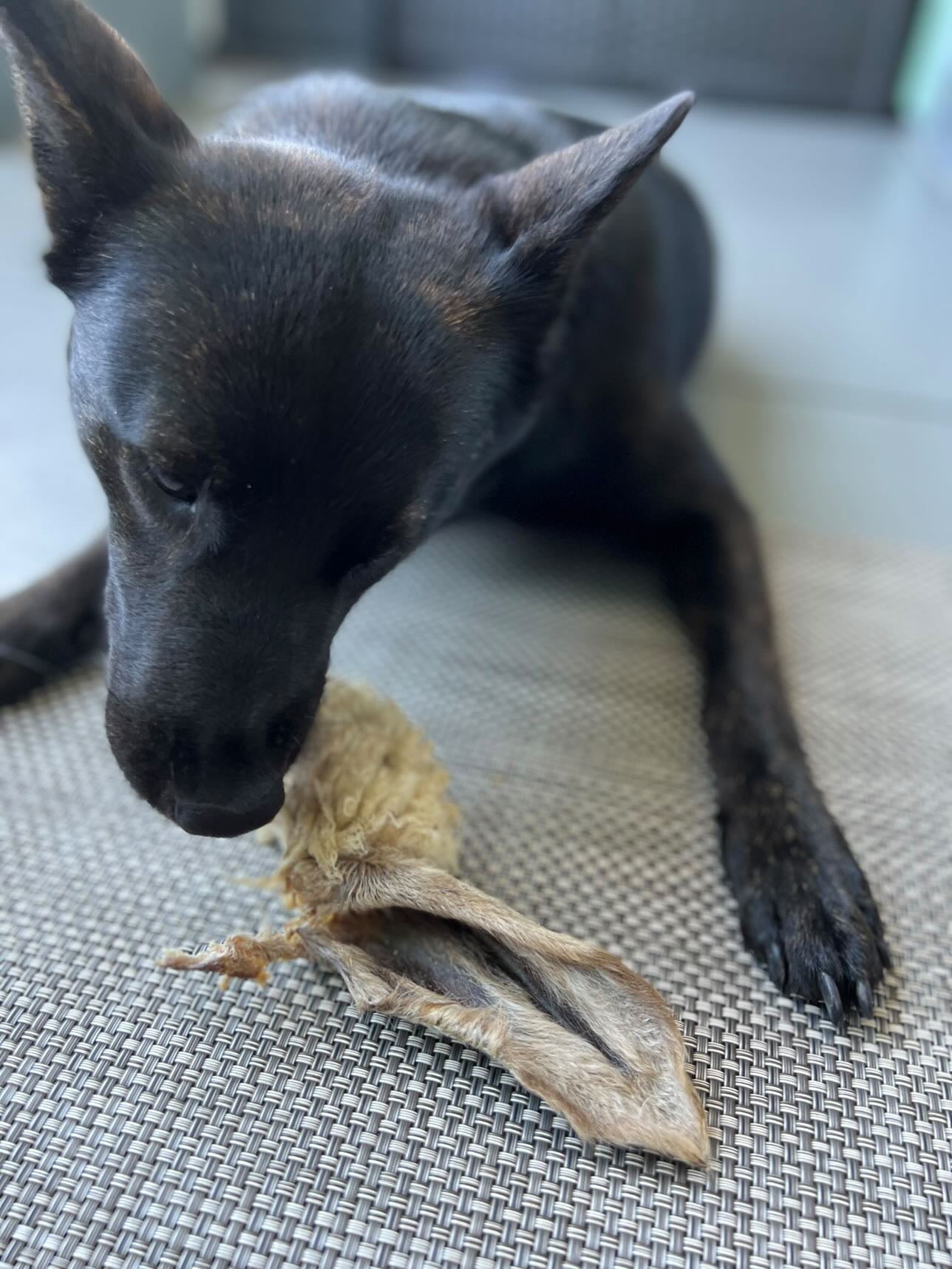 Lamb Ears (Furry & Non Fur) Naked Beasts