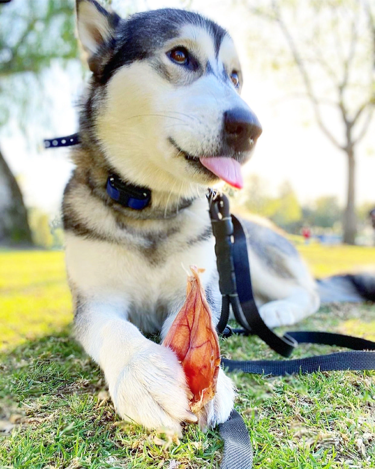 Pig Ears Naked Beasts