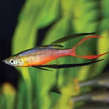 Threadfin Rainbowfish RAINBOW Danaqua Live Fish & More