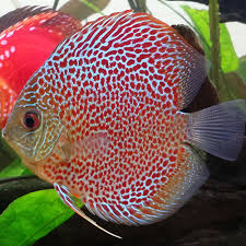 Red Leopard Discus DISCUS Danaqua Live Fish & More