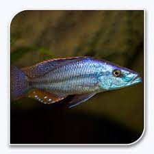 Rock-Dwelling Mbuna Cichli - Compressiceps East African Cichlid (Malawi Eyebiter) AFRICAN CICHLIDS Danaqua Live Fish & More