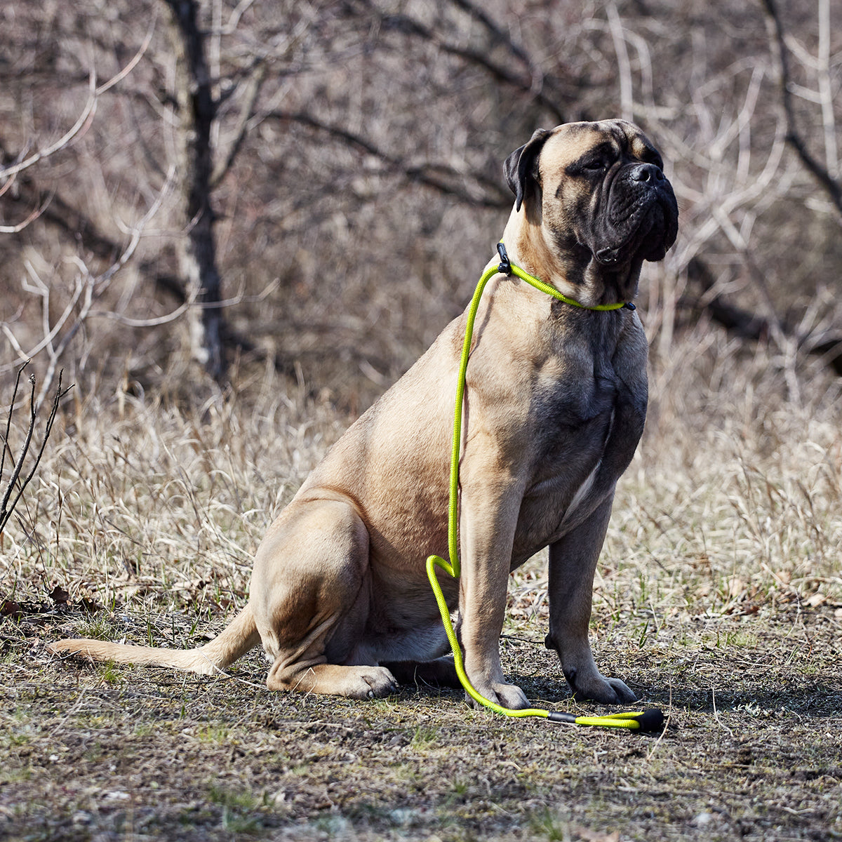 Round Nylon Slip Lead Dog Leashes Dogline