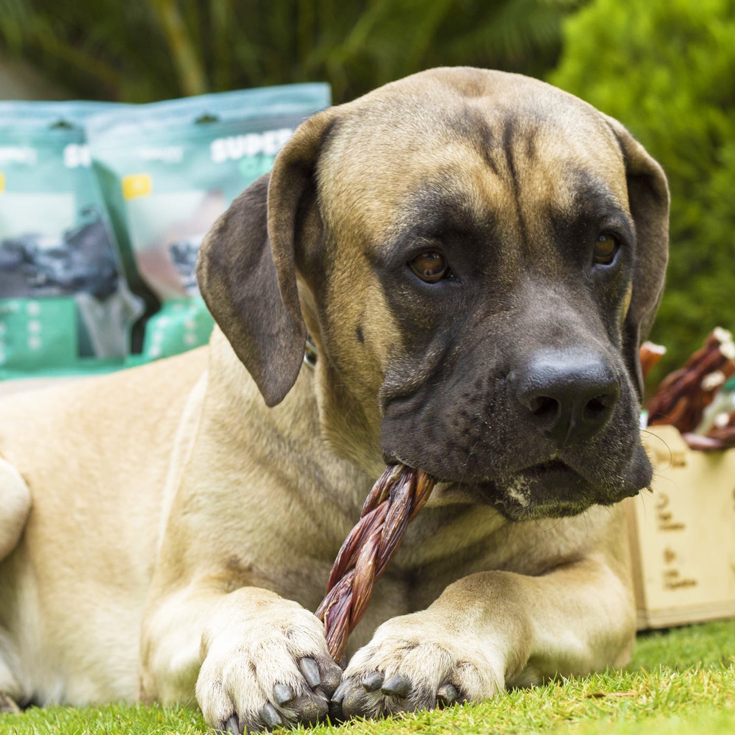 12" Beef Braided Gullet Sticks (4-Pack) Esophagus Sticks SuperCan Bully Sticks