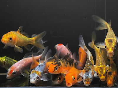 GRADE A Imported Koi KOI Danaqua Live Fish & More