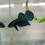 Wild bettas Type (Male) BETTA Danaqua Live Fish & More