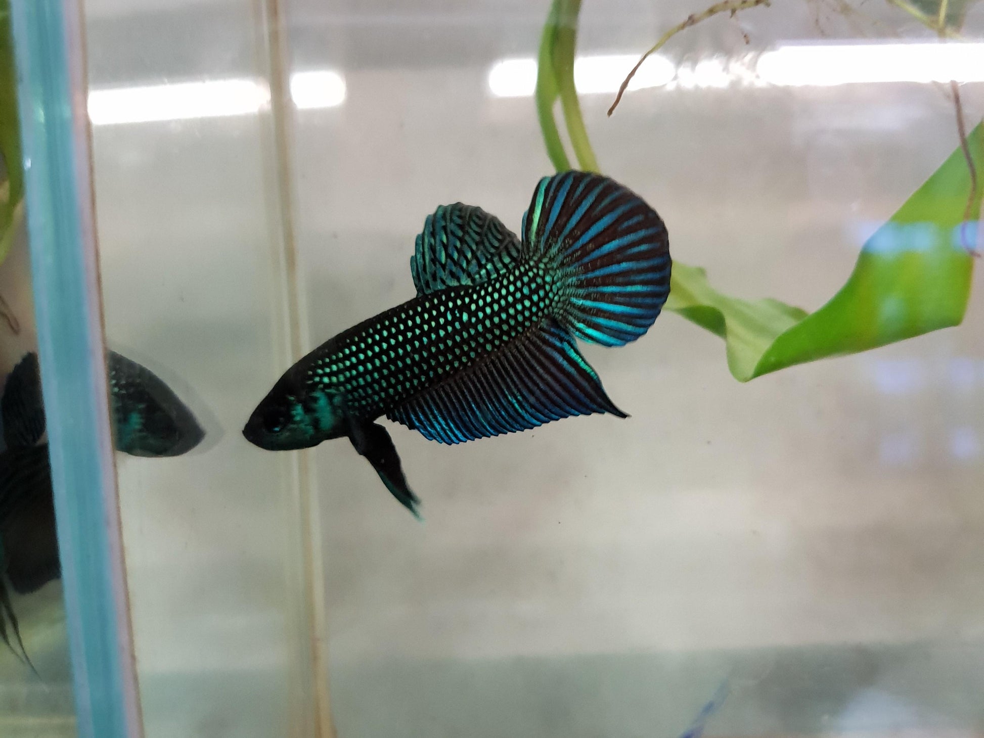 Wild bettas Type (Male) BETTA Danaqua Live Fish & More
