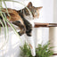 The Juggernaut - Indoor Cat Playground for Wall Cat Condo Catastrophic Creations
