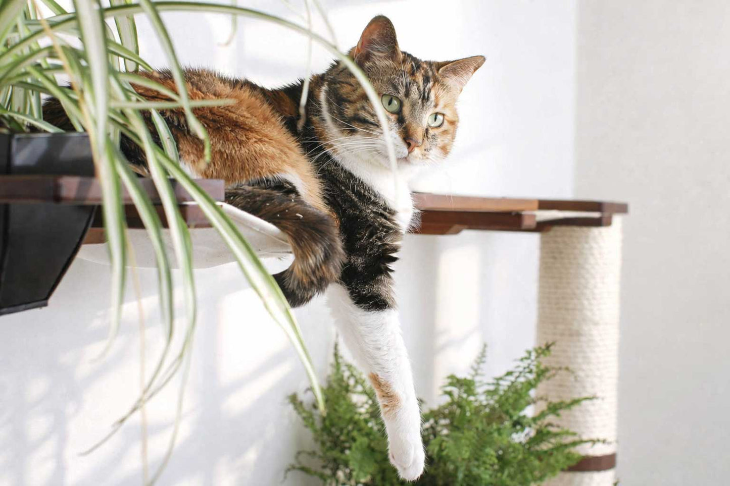 The Juggernaut - Indoor Cat Playground for Wall Cat Condo Catastrophic Creations