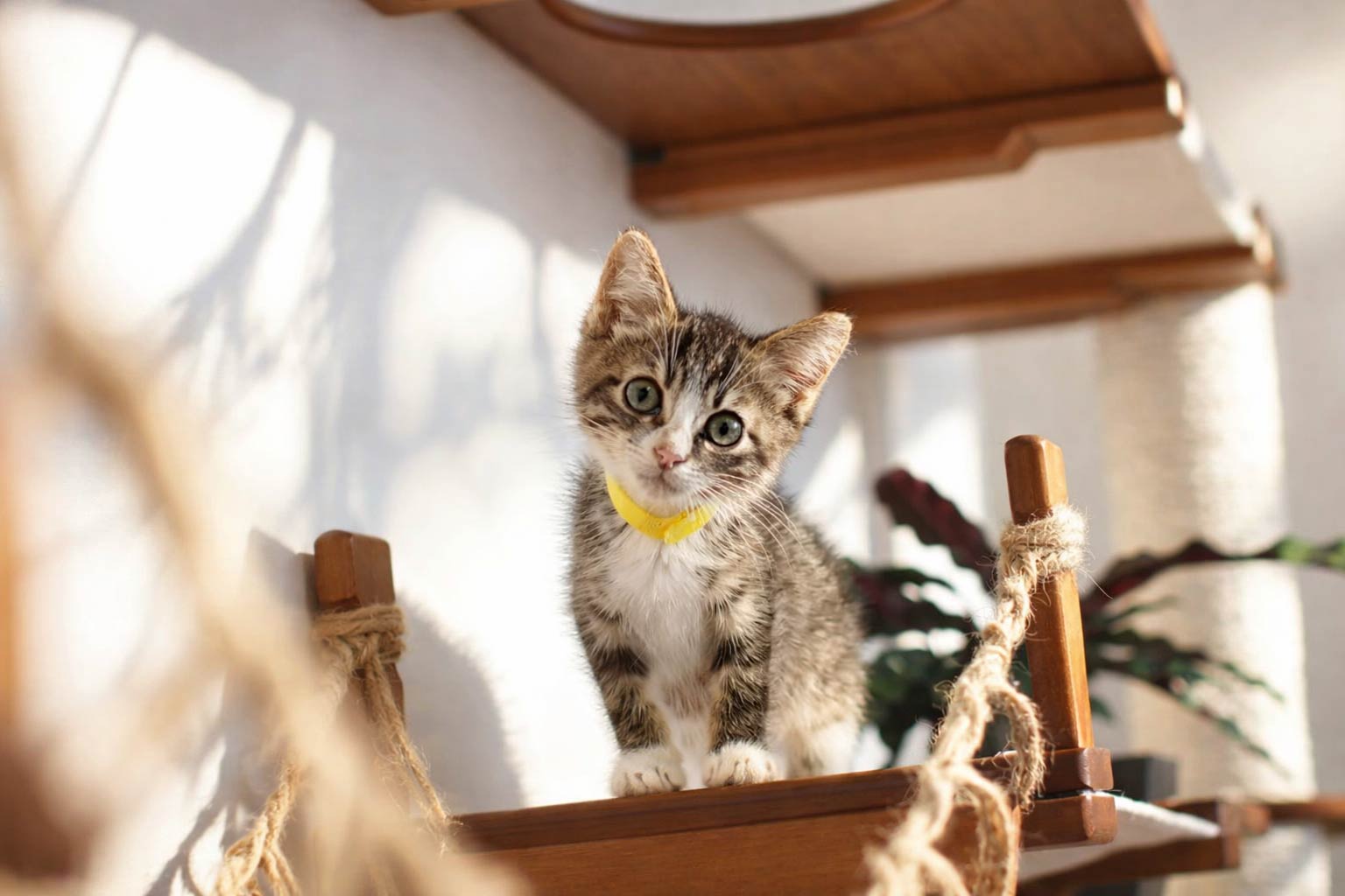 The Juggernaut - Indoor Cat Playground for Wall Cat Condo Catastrophic Creations