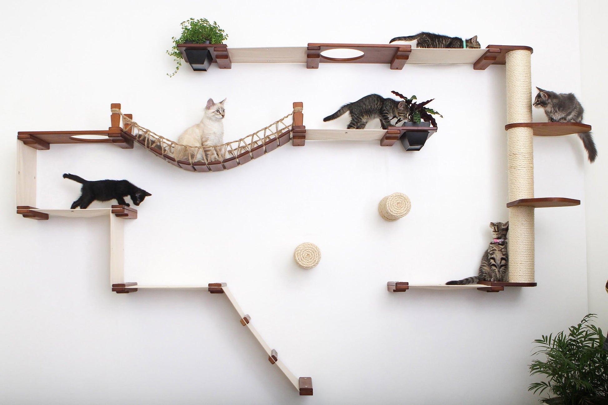 The Juggernaut - Indoor Cat Playground for Wall Cat Condo Catastrophic Creations