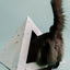 'Oasis' Cardboard Cat Pyramid KittyKardboard