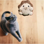 Harold the hedgehog | lightweight cat toy Chunkles