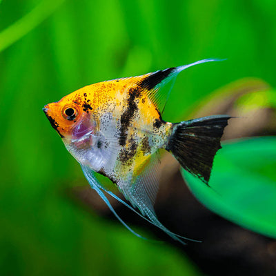 Koi angelfish (Pterophyllum scalare) MEDIUM ANGELFISH Danaqua Live Fish & More