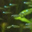 The Killie Lamp-Eye - Norman's Lampeye Killifish (Poropanchax normani) Killifish Danaqua Live Fish & More