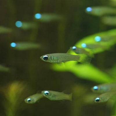 The Killie Lamp-Eye - Norman's Lampeye Killifish (Poropanchax normani) Killifish Danaqua Live Fish & More