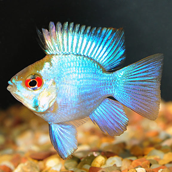 Electric Blue Balloon Ram AMERICAN CICHLID Danaqua Live Fish & More
