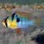 German Blue Rams AMERICAN CICHLID Danaqua Live Fish & More