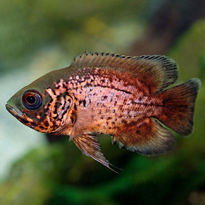 Red Copper Oscar 2.5”-3” AMERICAN CICHLID Danaqua Live Fish & More