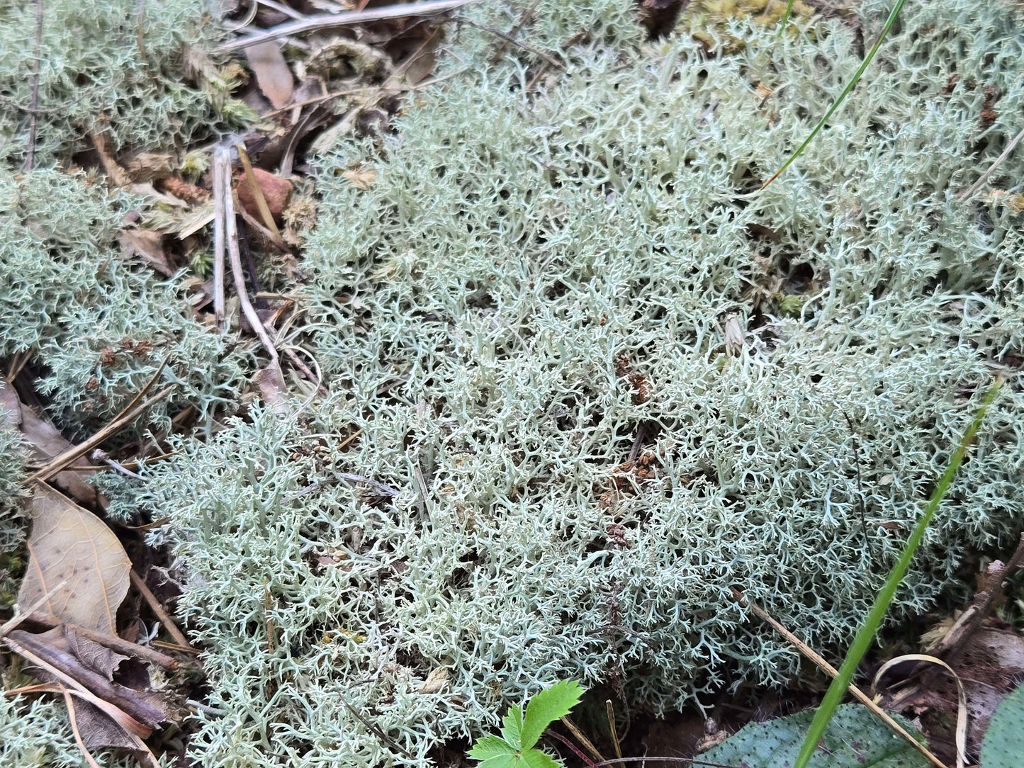 Lichen Covered Moss Moss Shield Wall Exotics