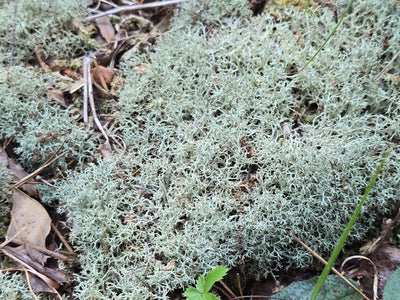 Lichen Covered Moss Moss Shield Wall Exotics