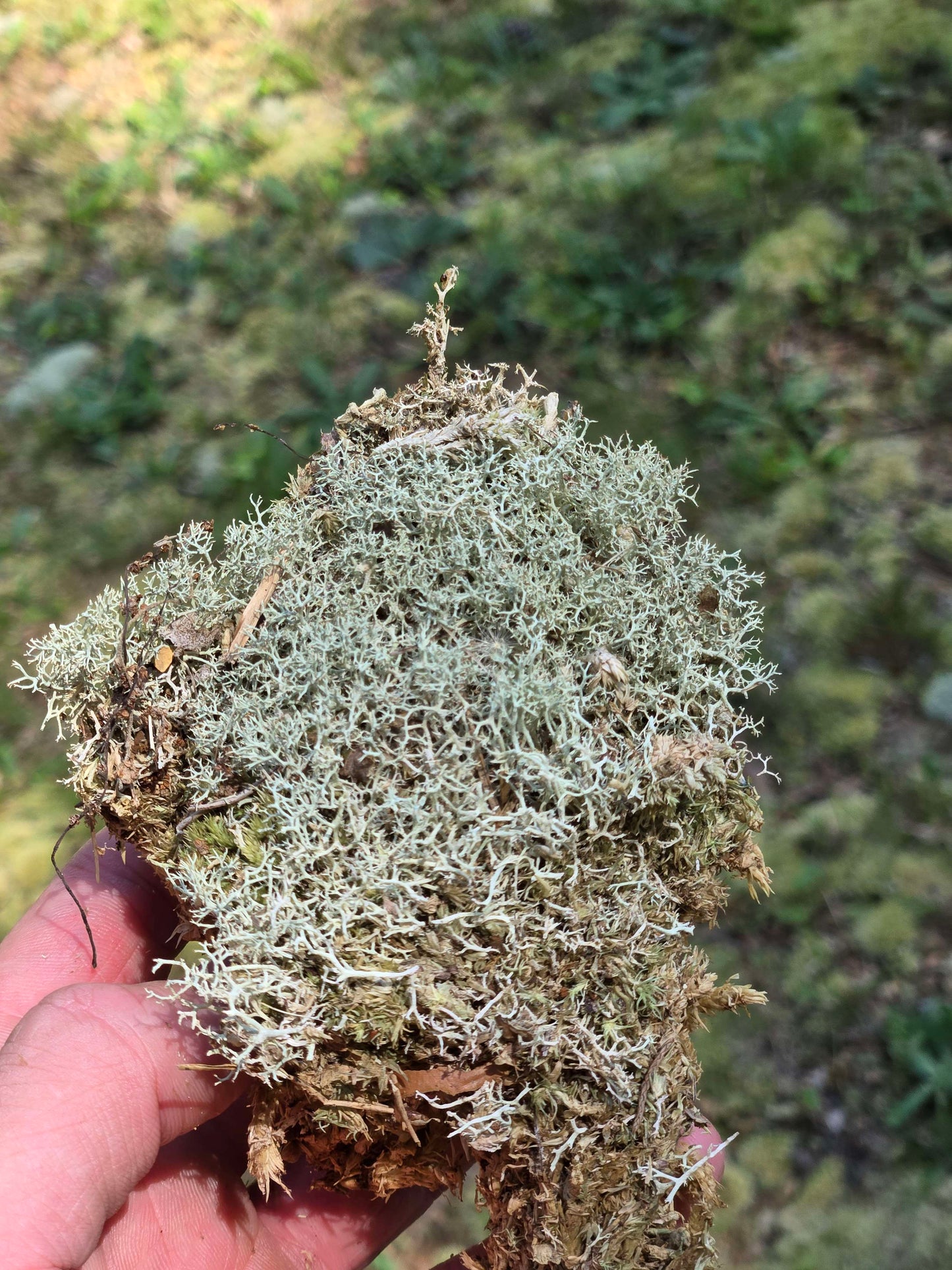 Lichen Covered Moss Moss Shield Wall Exotics