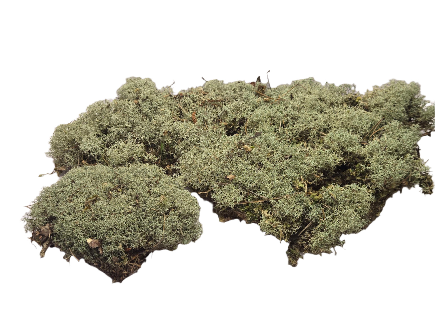 Lichen Covered Moss Moss Shield Wall Exotics