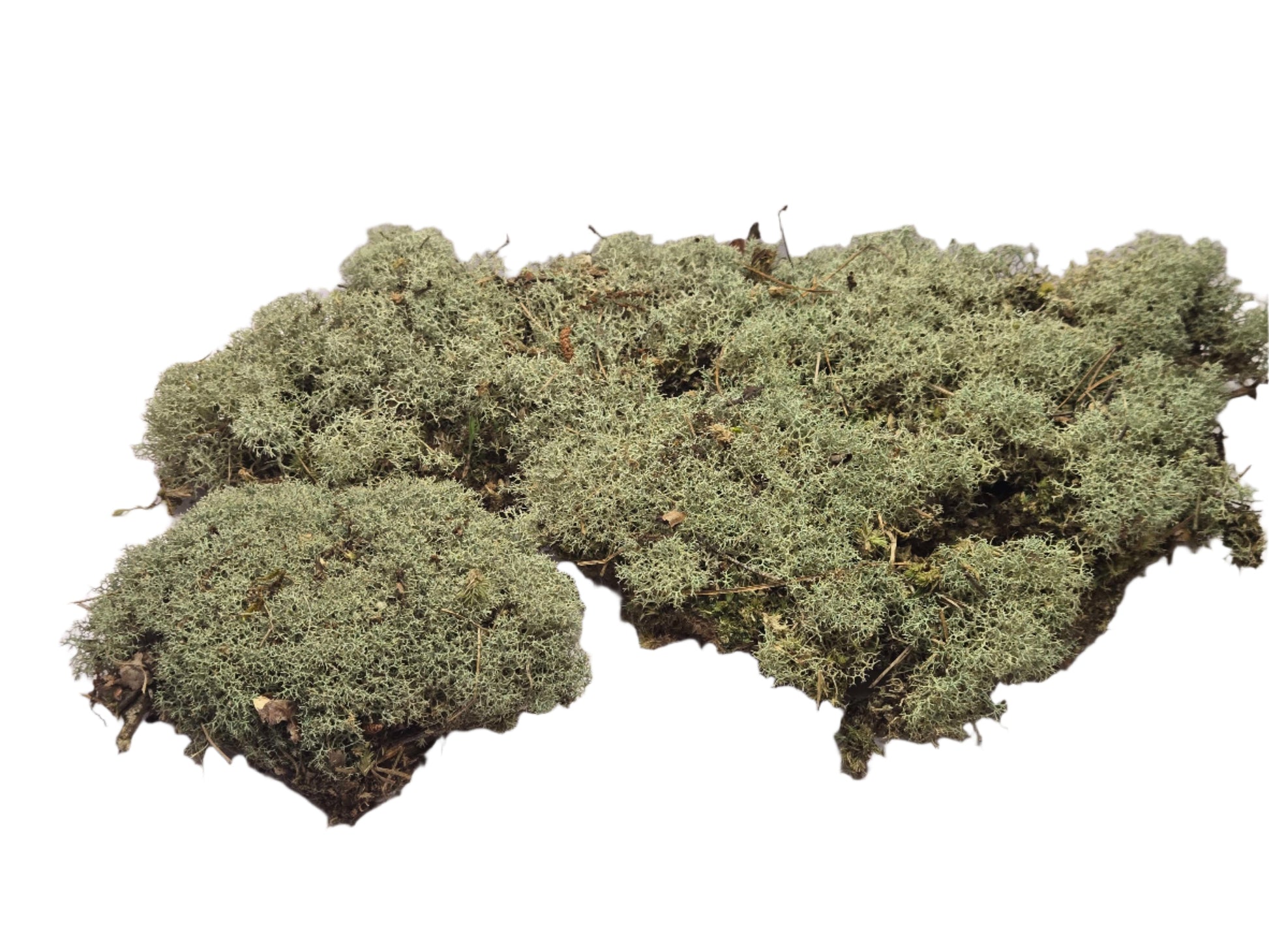 Lichen Covered Moss Moss Shield Wall Exotics