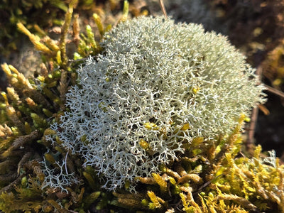Lichen Covered Moss Moss Shield Wall Exotics