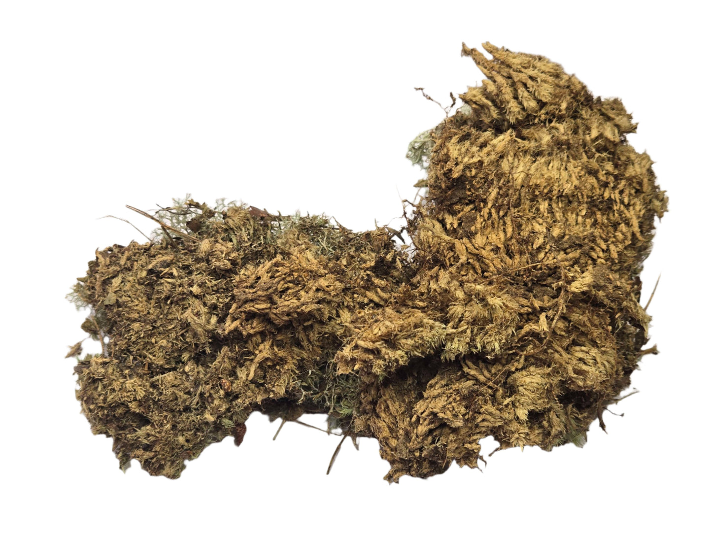 Lichen Covered Moss Moss Shield Wall Exotics