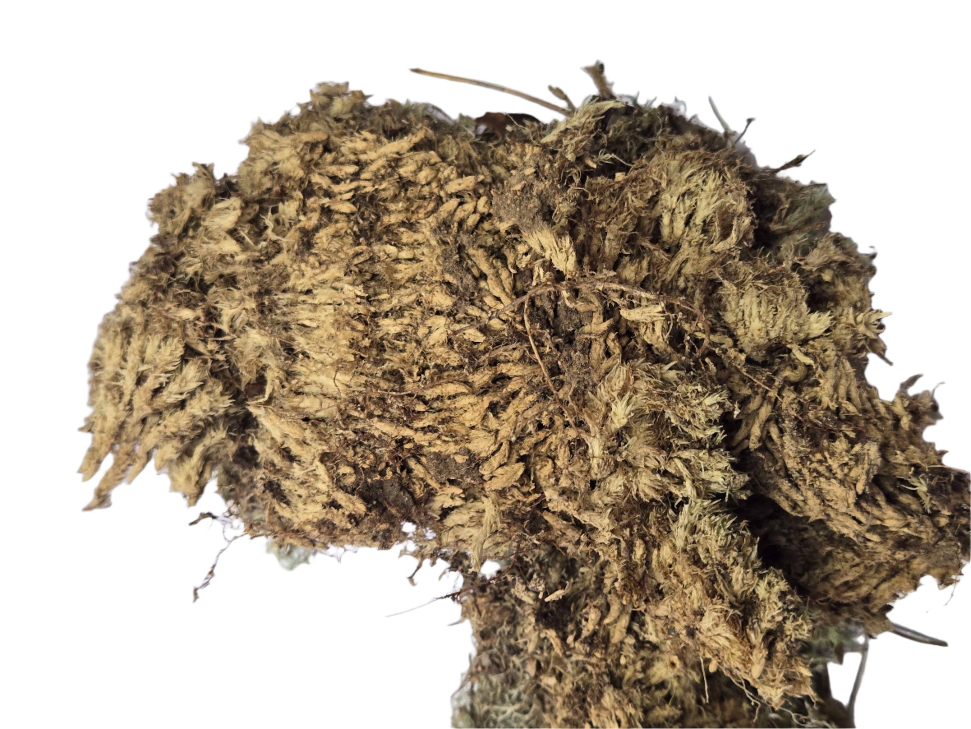 Lichen Covered Moss Moss Shield Wall Exotics