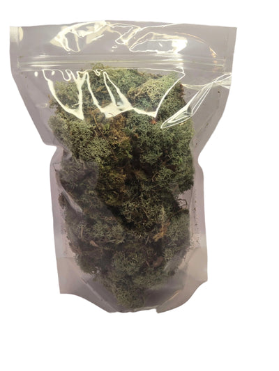 Lichen Covered Moss Moss Shield Wall Exotics