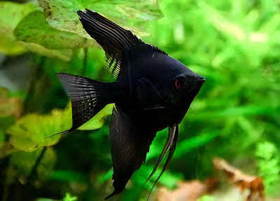 Black Angelfish (Pterophyllum scalare "Black") ANGELFISH Danaqua Live Fish & More
