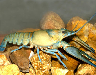 Crayfish CRAYFISH Danaqua Live Fish & More