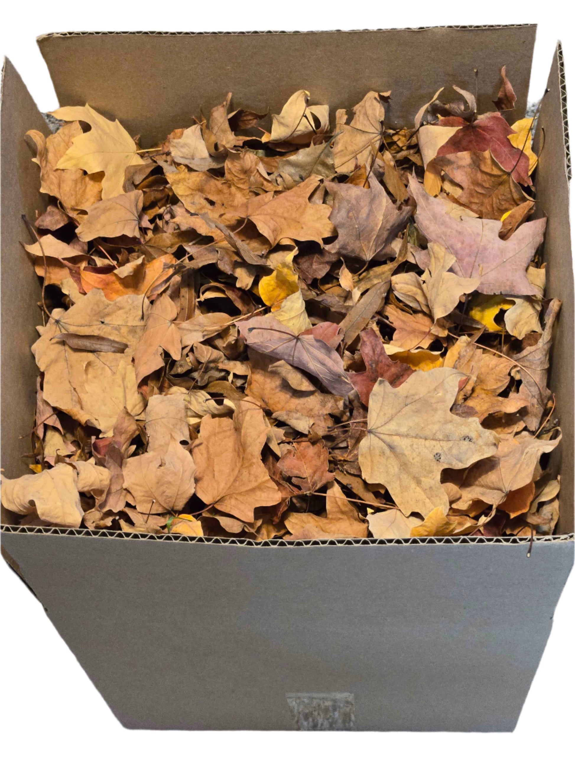Forest Floor Leaf Litter (3 Sizes!) leaf litter Shield Wall Exotics