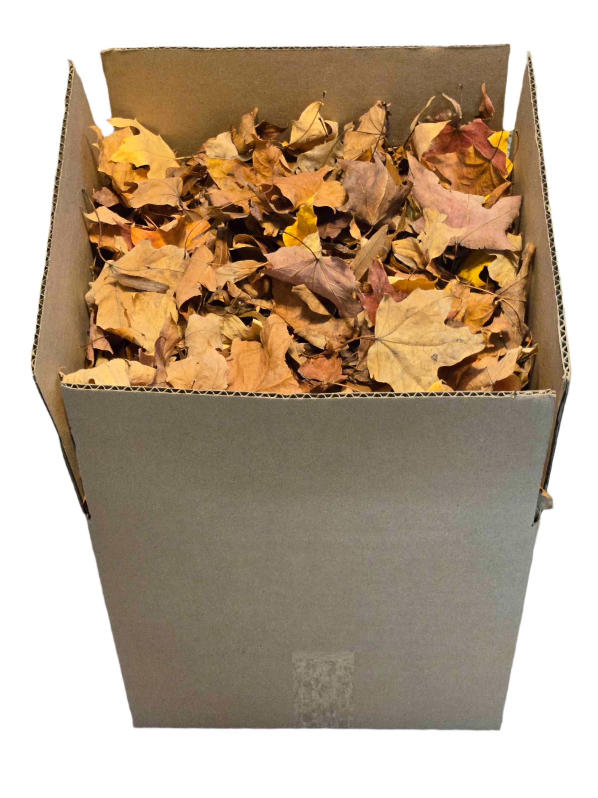 Forest Floor Leaf Litter (3 Sizes!) 12x12x12 Box Maple leaf litter Shield Wall Exotics