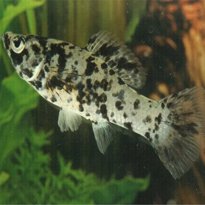 Marble Mollies MOLLY Danaqua Live Fish & More