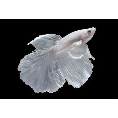 White Halfmoon Betta (Male) BETTA Danaqua Live Fish & More