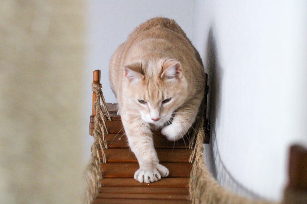 The Expedition - Cat Jungle Gym Wall System Cat Condo Catastrophic Creations