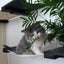 The Gardens - Modern Cat Tree with Plants Cat Condo Catastrophic Creations