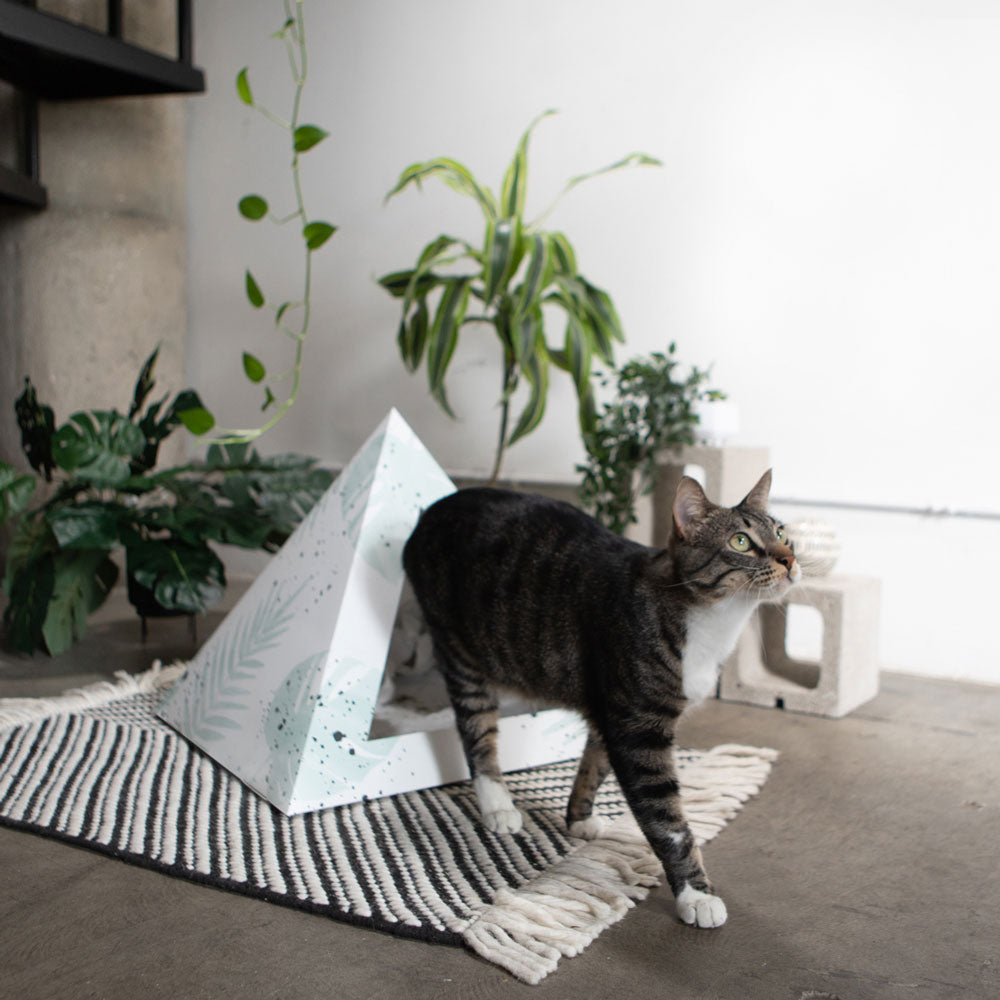 'Oasis' Cardboard Cat Pyramid KittyKardboard