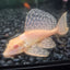 Gibbiceps Albino Pleco (Albino Sailfin Pleco) PLECO Danaqua Live Fish & More