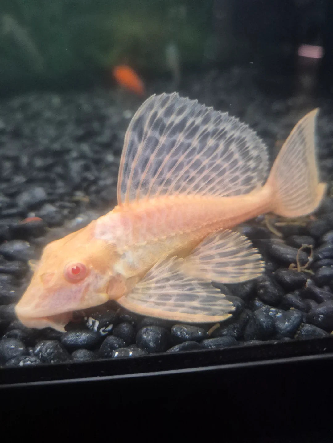 Gibbiceps Albino Pleco (Albino Sailfin Pleco) PLECO Danaqua Live Fish & More