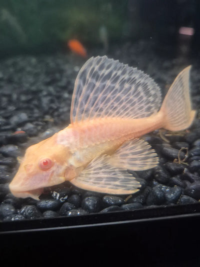 Gibbiceps Albino Pleco (Albino Sailfin Pleco) PLECO Danaqua Live Fish & More