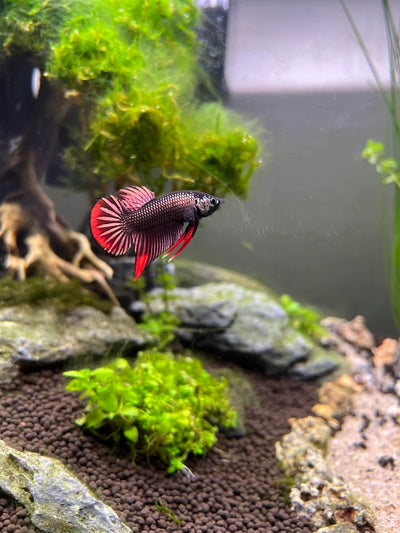 Wild bettas Type (Male) BETTA Danaqua Live Fish & More