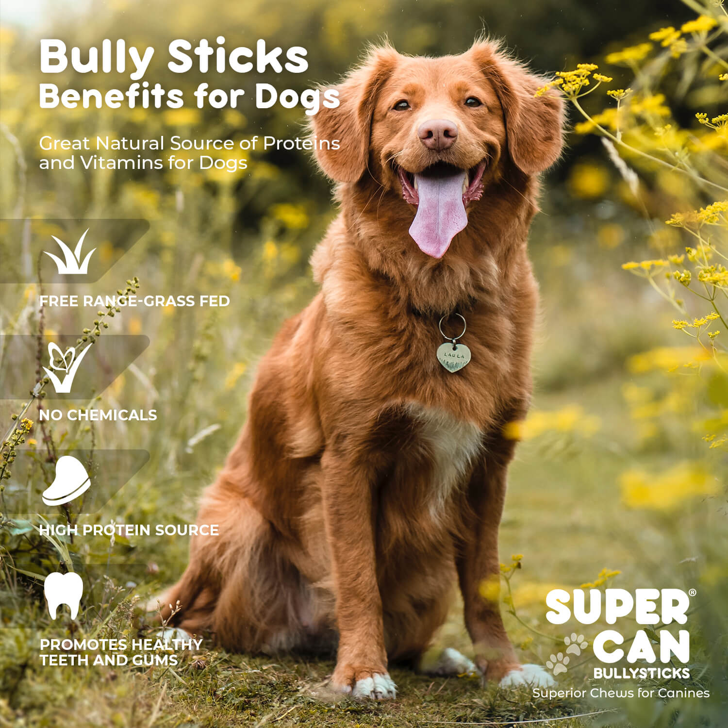 6" Braided Bully Sticks (10-Pack) SuperCan Bully Sticks