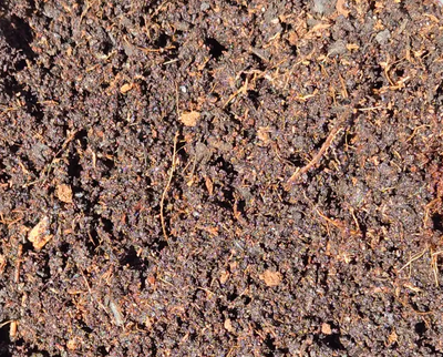 Tropical Bioactive Substrate - Frogs, Reptiles, and more! Shield Wall Exotics