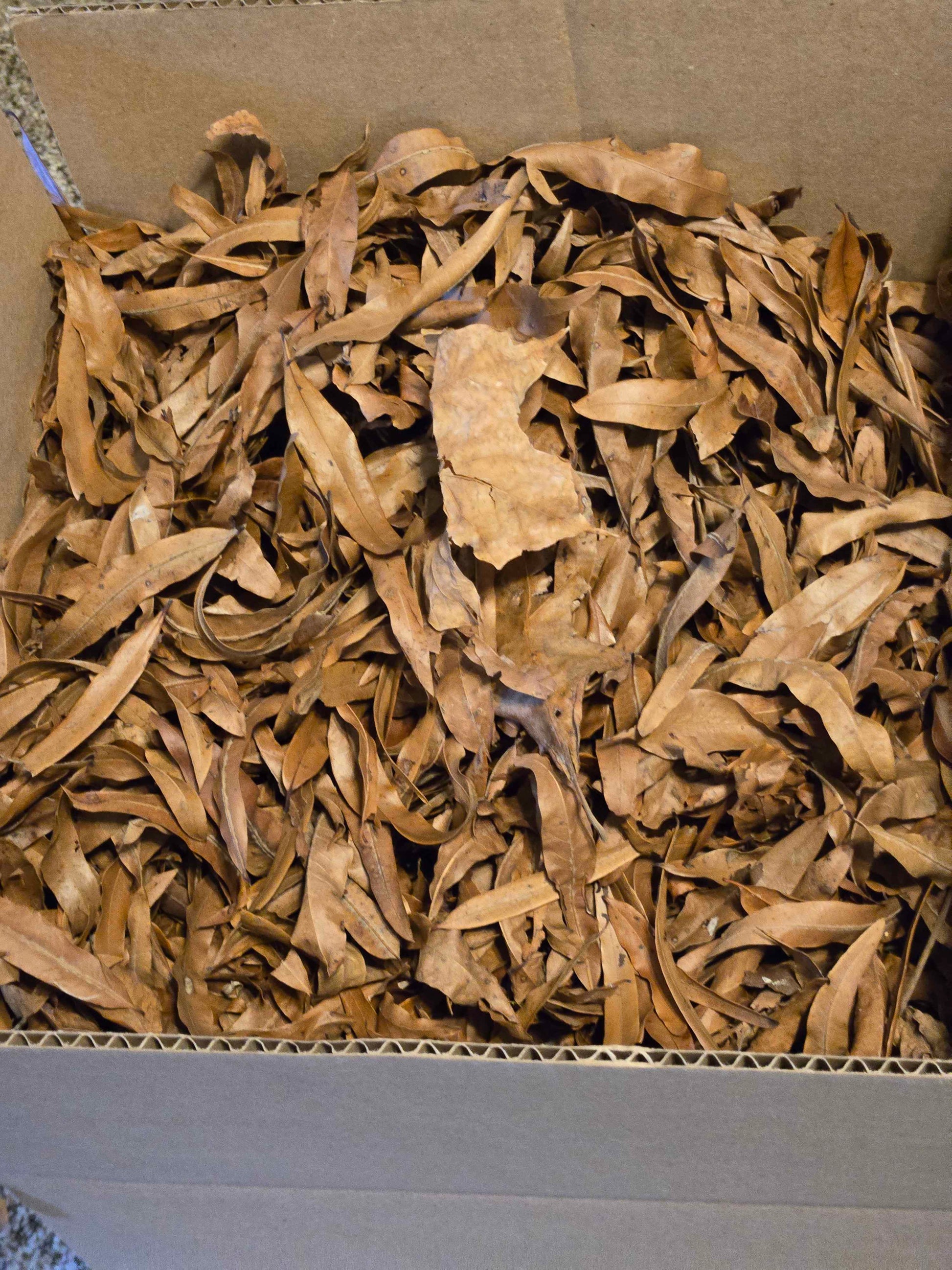 Forest Floor Leaf Litter (3 Sizes!) leaf litter Shield Wall Exotics